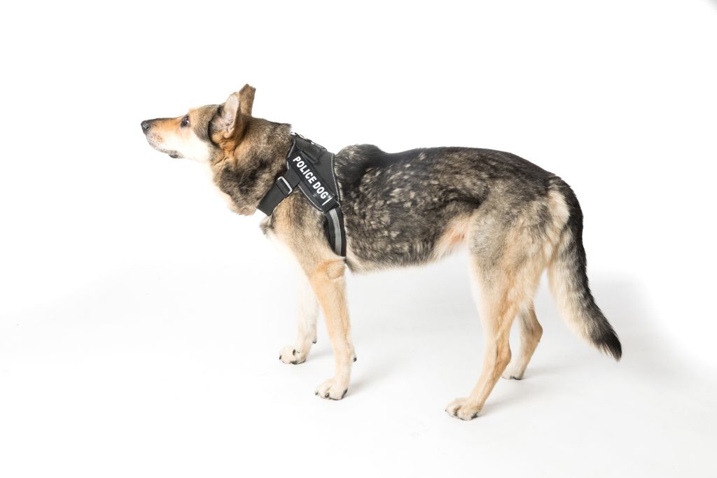 Imbracatura per cani in nylon per tutte le stagioni